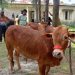কাউখালীতে খাজনা ছাড়াই পশুর হাটে বেচাকেনা