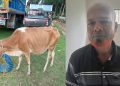 আমতলীতে চোরাই গরুসহ চোর গ্রেফতার
