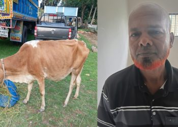 আমতলীতে চোরাই গরুসহ চোর গ্রেফতার
