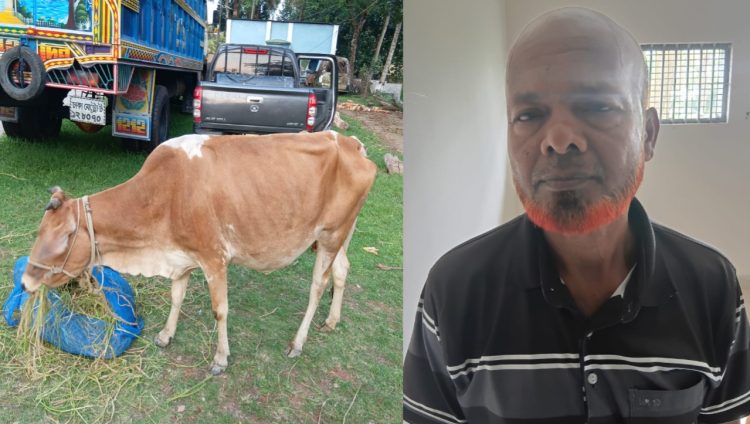 আমতলীতে চোরাই গরুসহ চোর গ্রেফতার