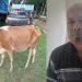 আমতলীতে চোরাই গরুসহ চোর গ্রেফতার