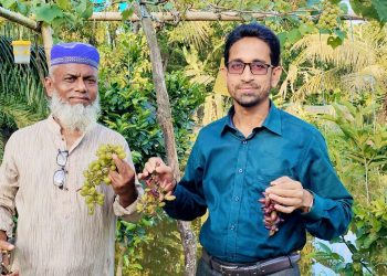 দশমিনায় কৃষি উদ্যোক্তা আকরামের বাগানে পাঁকা আঙ্গুরের সমাহার