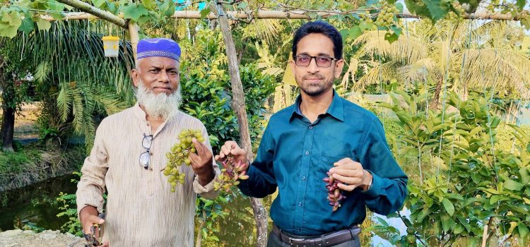 দশমিনায় কৃষি উদ্যোক্তা আকরামের বাগানে পাঁকা আঙ্গুরের সমাহার