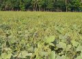 দশমিনায় মুগডালের বাম্পার ফলনে খুশি কৃষক, শ্রমিক সংকটে ডাল তোলা ব্যাহত