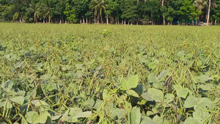 দশমিনায় মুগডালের বাম্পার ফলনে খুশি কৃষক, শ্রমিক সংকটে ডাল তোলা ব্যাহত