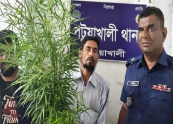 ‎পটুয়াখালীতে গাঁজা গাছসহ একজনকে আটক করেছে পুলিশ