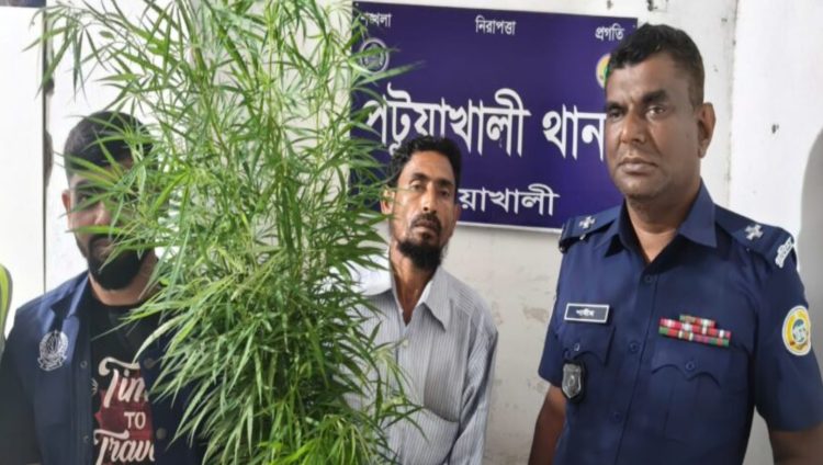 ‎পটুয়াখালীতে গাঁজা গাছসহ একজনকে আটক করেছে পুলিশ