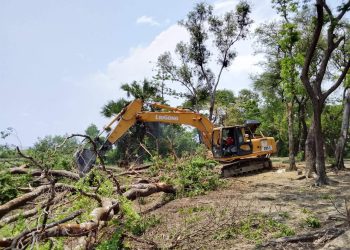 রাঙ্গাবালীতে বেড়িবাঁধ সংস্কারের নামে প্রায় ৫০০ গাছ উপড়ে ফেলার অভিযোগ