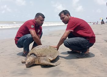 কুয়াকাটা সৈকতে ভেসে আসলো বিরাট আকৃতির জ্যান্ত কচ্ছপ