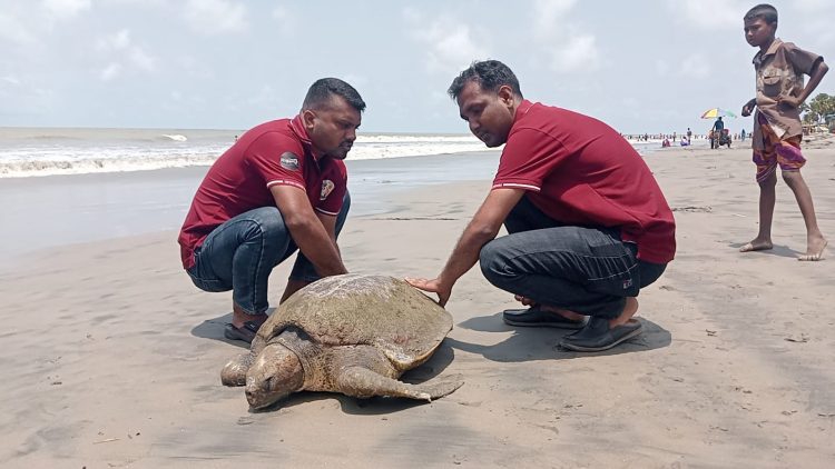 কুয়াকাটা সৈকতে ভেসে আসলো বিরাট আকৃতির জ্যান্ত কচ্ছপ