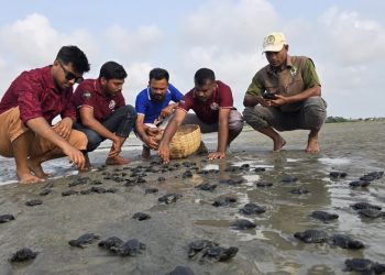১৬৩টি কচ্ছপের বাচ্চা মিলল কুয়াকাটা সৈকতে, সাগর মোহনায় অবমুক্ত
