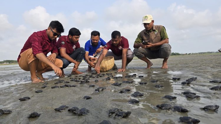 ১৬৩টি কচ্ছপের বাচ্চা মিলল কুয়াকাটা সৈকতে, সাগর মোহনায় অবমুক্ত