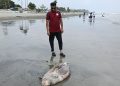 কুয়াকাটা সৈকতে ভেসে এলো মৃত ডলফিন