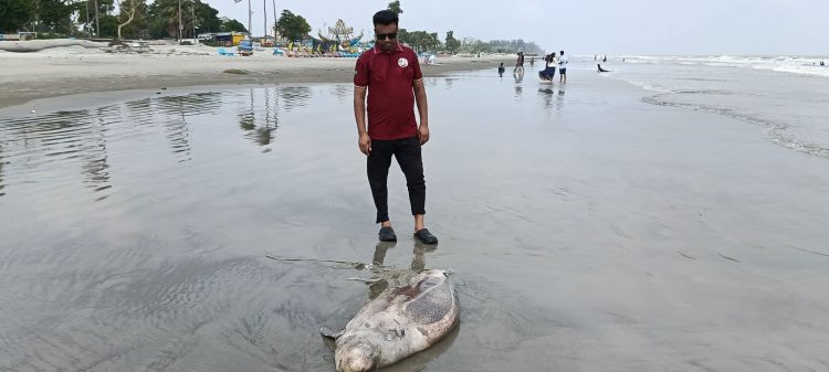 কুয়াকাটা সৈকতে ভেসে এলো মৃত ডলফিন