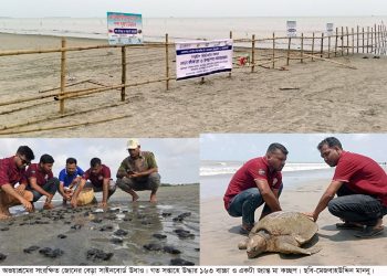 দূষণমুক্ত ঘোষণার ৫ বছরেই কলাপাড়ায় চরগঙ্গামতির লাল কাঁকড়া কচ্ছপের অভয়াশ্রমের সাইনবোর্ড পর্যন্ত নেই