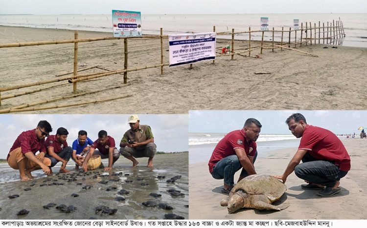 দূষণমুক্ত ঘোষণার ৫ বছরেই কলাপাড়ায় চরগঙ্গামতির লাল কাঁকড়া কচ্ছপের অভয়াশ্রমের সাইনবোর্ড পর্যন্ত নেই