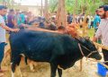 কোরবানী উপলক্ষে কাউখালীতে চার পশুর হাটের খাজনা মওকুফ, খুশি ক্রেতা-বিক্রেতারা