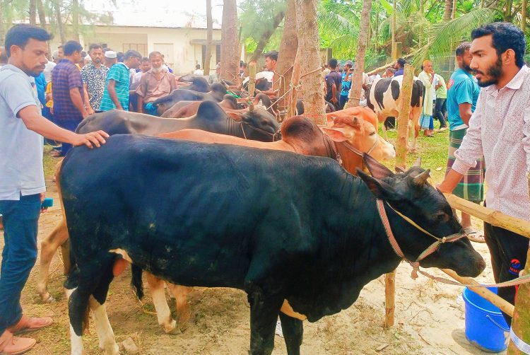 কোরবানী উপলক্ষে কাউখালীতে চার পশুর হাটের খাজনা মওকুফ, খুশি ক্রেতা-বিক্রেতারা