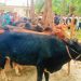 কোরবানী উপলক্ষে কাউখালীতে চার পশুর হাটের খাজনা মওকুফ, খুশি ক্রেতা-বিক্রেতারা
