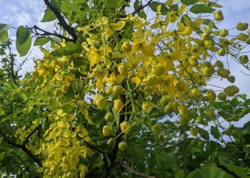 প্রকৃতিতে হলুদের উৎসব: চোখ জুড়াচ্ছে সোনালু
