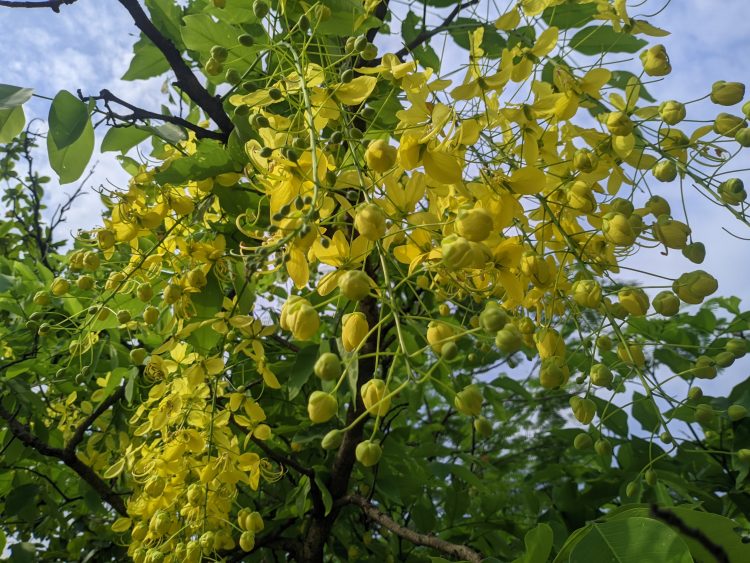 প্রকৃতিতে হলুদের উৎসব: চোখ জুড়াচ্ছে সোনালু