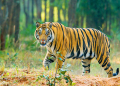 সুন্দরবনে বাঘের সঙ্গে লড়াই করে, মৃত্যুর মুখ থেকে ছেলেকে ছিনিয়ে আনল বাবা