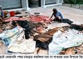 বাগেরহাটে কোরবানি পশুর চামড়ার কাংঙ্খিত দাম না পাওয়ায় চরম বিপাকে বিক্রেতারা
