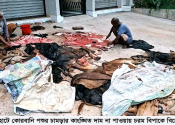 বাগেরহাটে কোরবানি পশুর চামড়ার কাংঙ্খিত দাম না পাওয়ায় চরম বিপাকে বিক্রেতারা
