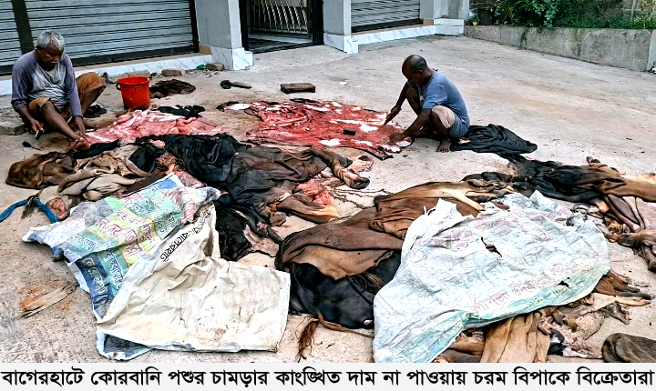 বাগেরহাটে কোরবানি পশুর চামড়ার কাংঙ্খিত দাম না পাওয়ায় চরম বিপাকে বিক্রেতারা