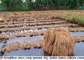 বাগেরহাটে টানাবৃষ্টিতে ভেসে গেছে কৃষকের স্বপ্ন, হাজার হাজার হেক্টরের বোরো ধান নষ্ট