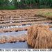 বাগেরহাটে টানাবৃষ্টিতে ভেসে গেছে কৃষকের স্বপ্ন, হাজার হাজার হেক্টরের বোরো ধান নষ্ট