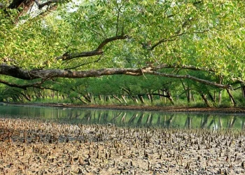 সুন্দরবনে দুই বনরক্ষীকে কুপিয়ে আটক হওয়া শিকারীকে ছিনিয়ে নিয়েছে চোরা শিকারীরা
