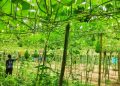 কাউখালীতে শিক্ষার পাশাপাশি কৃষিতে সফলতা তরুণ উদ্যোক্তা শান্ত’র