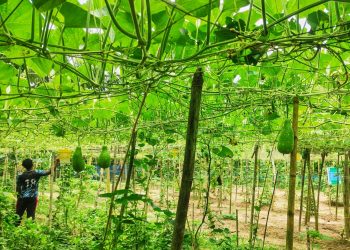 কাউখালীতে শিক্ষার পাশাপাশি কৃষিতে সফলতা তরুণ উদ্যোক্তা শান্ত’র