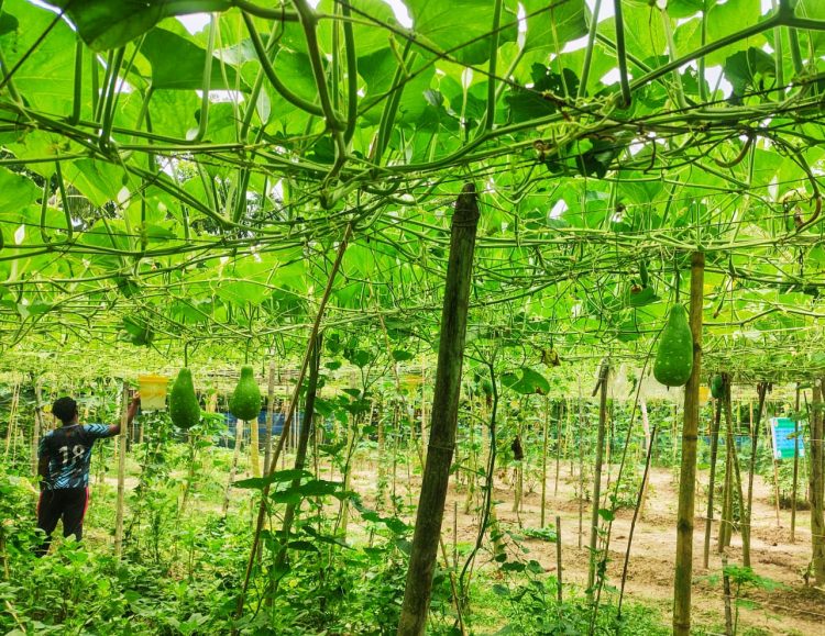 কাউখালীতে শিক্ষার পাশাপাশি কৃষিতে সফলতা তরুণ উদ্যোক্তা শান্ত’র