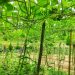 কাউখালীতে শিক্ষার পাশাপাশি কৃষিতে সফলতা তরুণ উদ্যোক্তা শান্ত’র