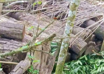 কাউখালীতে সামাজিক বনায়নের লক্ষাধিক টাকার গাছ কেটে লোপাটের অভিযোগ