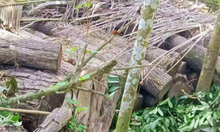 কাউখালীতে সামাজিক বনায়নের লক্ষাধিক টাকার গাছ কেটে লোপাটের অভিযোগ