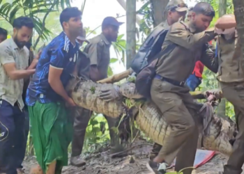 দুর্ঘটনার পরে খানজাহান আলী মাজারের কুমিরকে মাজার থেকে অপসারণ
