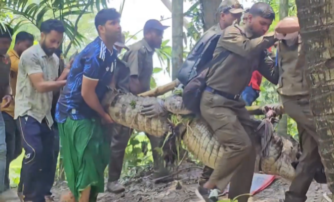 দুর্ঘটনার পরে খানজাহান আলী মাজারের কুমিরকে মাজার থেকে অপসারণ