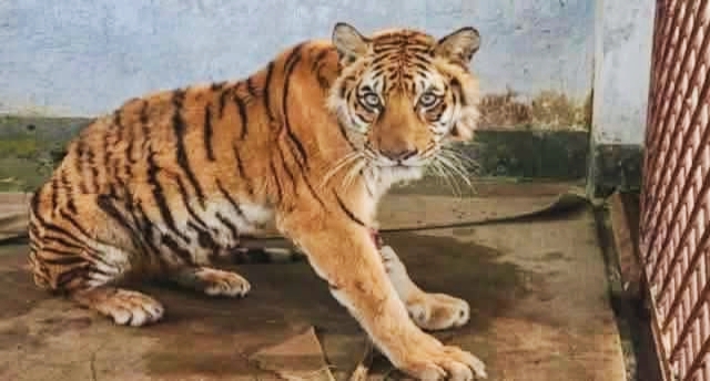 সুন্দরবনের ফাঁদে আটকা পড়া বাঘটিকে চিকিৎসা শেষে ফেরানো হচ্ছে সুন্দরবনে