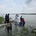 দুমকিতে ২০ লাখ টাকার অবৈধ চিংড়ির রেনু জব্দ, নদীতে অবমুক্ত