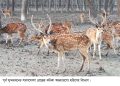 সুন্দরবনের বন্যপ্রাণী নিধনে চিহ্নিত ১৫০ চোরা শিকারী, তালিকা গোয়েন্দা সংস্থার হাতে