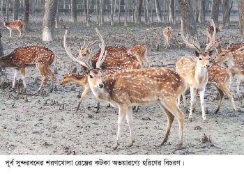 সুন্দরবনের বন্যপ্রাণী নিধনে চিহ্নিত ১৫০ চোরা শিকারী, তালিকা গোয়েন্দা সংস্থার হাতে