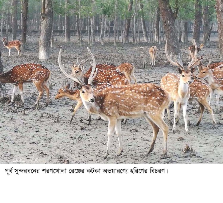 সুন্দরবনের বন্যপ্রাণী নিধনে চিহ্নিত ১৫০ চোরা শিকারী, তালিকা গোয়েন্দা সংস্থার হাতে