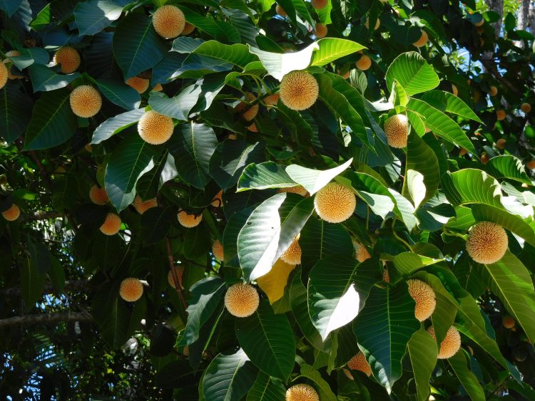 বর্ষার আগমনী বার্তা নিয়ে প্রকৃতির ক্যানভাসে কদমফুলের মেলা