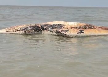 কুয়াকাটা সংলগ্ন বঙ্গোপসাগরে বিশাল আকৃতির একটা মৃত তিমি ভাসছে