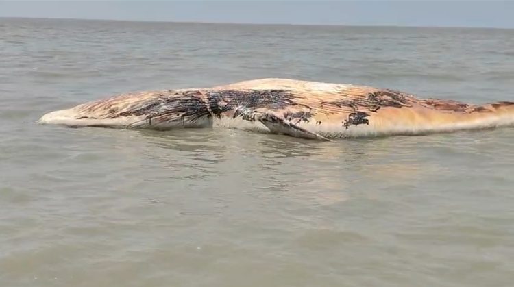 কুয়াকাটা সংলগ্ন বঙ্গোপসাগরে বিশাল আকৃতির একটা মৃত তিমি ভাসছে