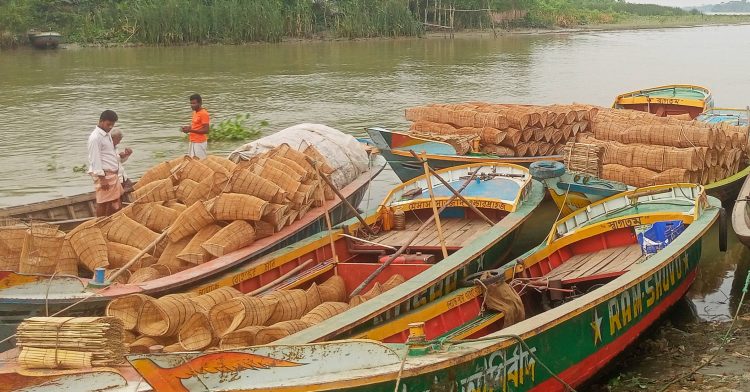 কাউখালীতে অবাধে ‘চাই’ দিয়ে মাছ শিকার: হুমকির মুখে দেশীয় মৎস্য সম্পদ