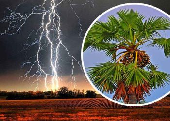বজ্রপাত নিরোধে যে গাছ রোপণ করবেন